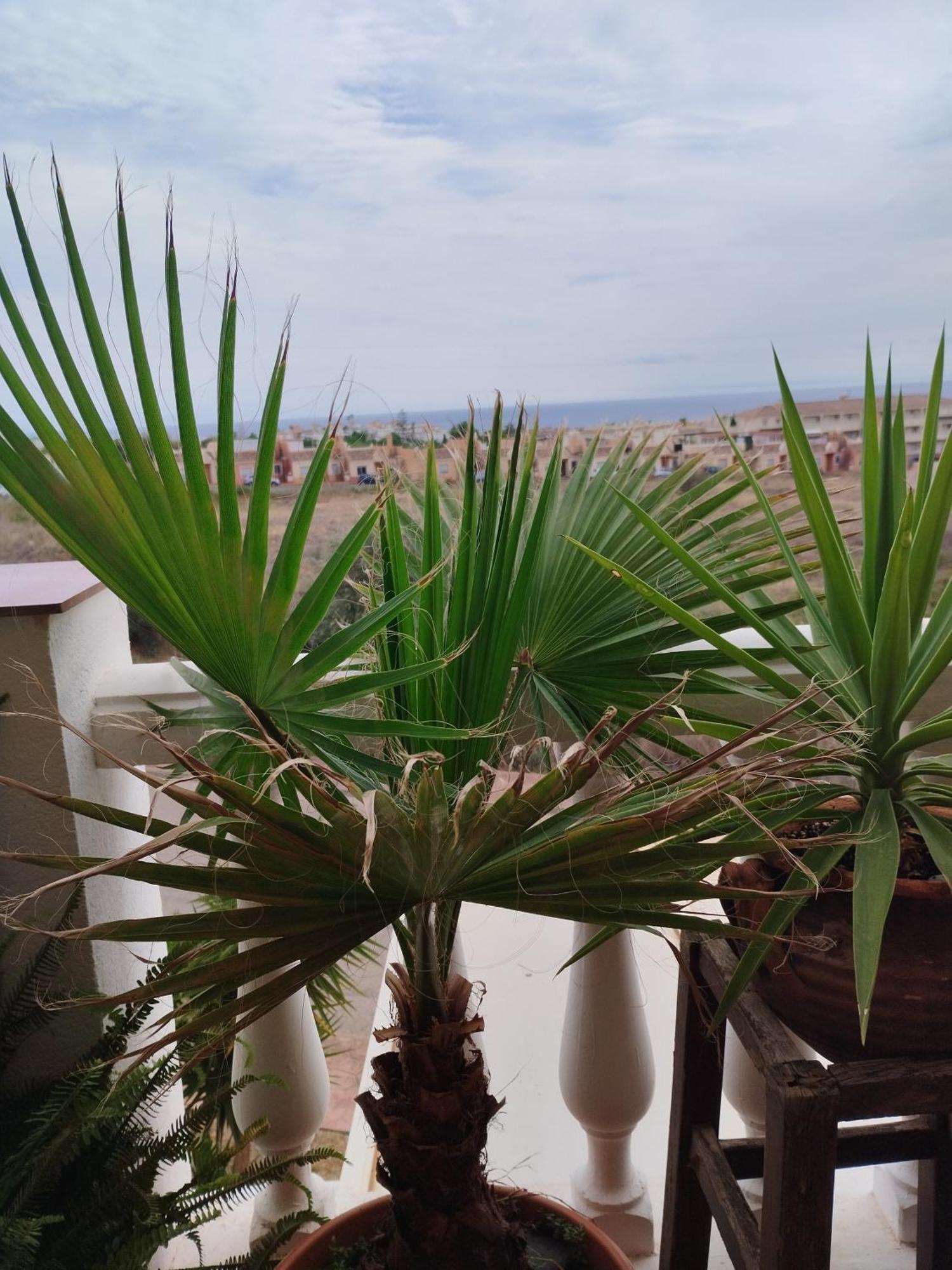 Casa Carino Daire Torrox Dış mekan fotoğraf