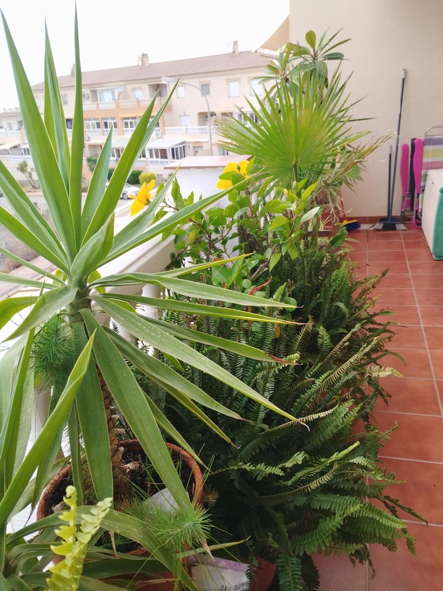 Casa Carino Daire Torrox Dış mekan fotoğraf
